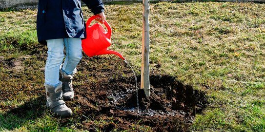 Ein junges Mädchen gießt einen frisch gepflanzten Baum bei der Böllhoff Baumpflanzaktion 2022.