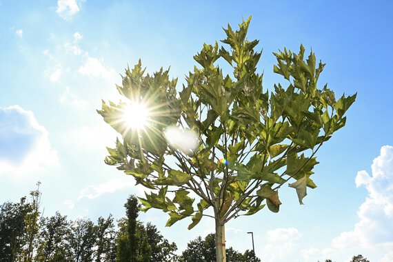 Die Herbstsonne strahlt durch einen frisch gepflanzten Baum bei der Böllhoff Baumpflanzaktion im September 2022.