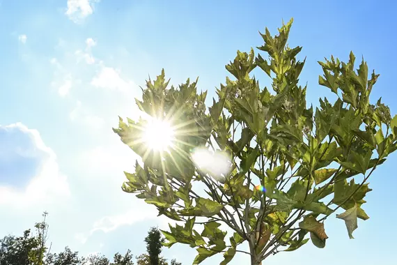 Die Herbstsonne strahlt durch einen frisch gepflanzten Baum bei der Böllhoff Baumpflanzaktion im September 2022.