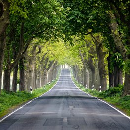 Image of an avenue