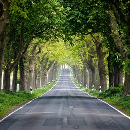 Image of an avenue