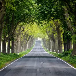 Image of an avenue